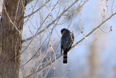 Sharp-shinned Hawk (Adult)