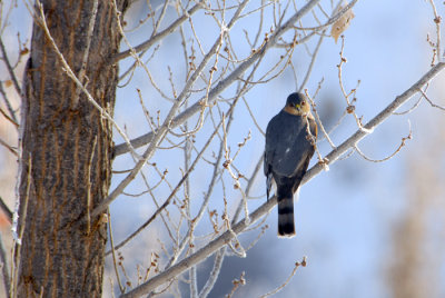 Sharp-shinned Hawk (Adult)