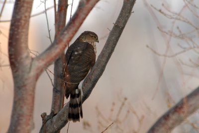 Sharp-shinned Hawk (Jevenile)