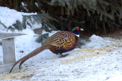 Ring-necked Pheasant