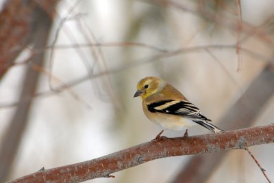 American Goldfinch
