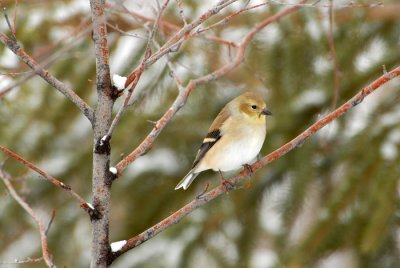 American Goldfinch