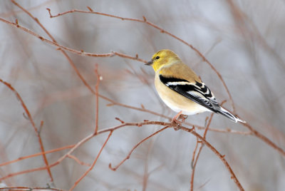 American Goldfinch