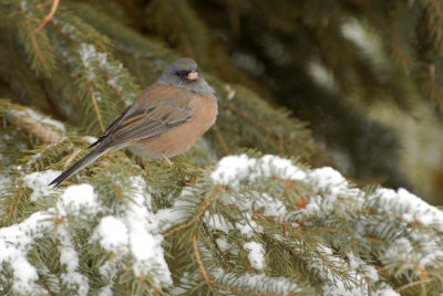 Dark-eyed Junco