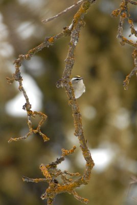 Gold-crowned Kinglet