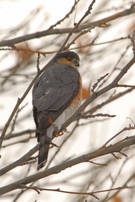 Sharp-shinned Hawk