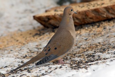 Mourning Dove