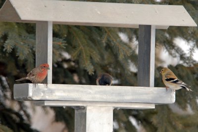 The Usual Visitors