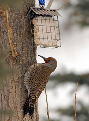 Northern Flicker