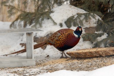 Ring-necked Pheasant