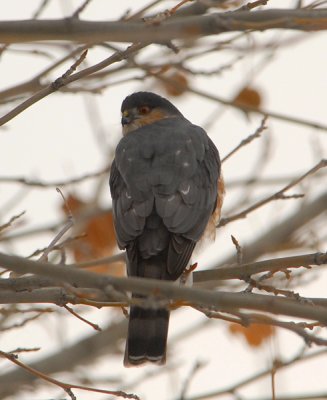 Sharp-shinned Hawk