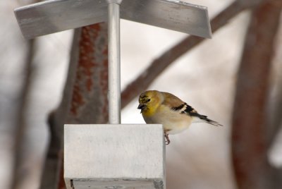 Male American Goldfinch