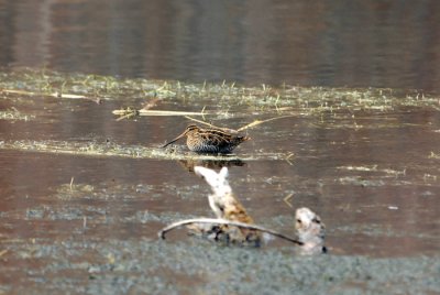 Common Snipe