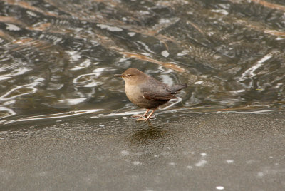 American Dipper