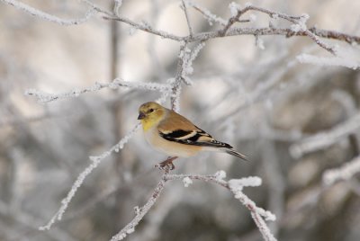American Goldfinch