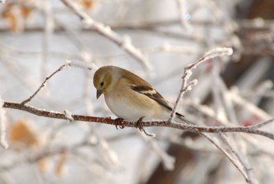 American Goldfinch