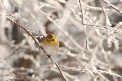American Goldfinch