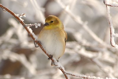 American Goldfinch