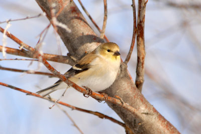 American Goldfinch