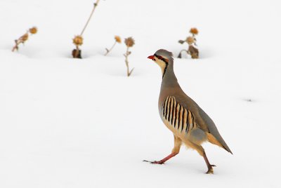 Chukar
