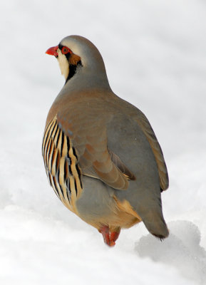 Chukar
