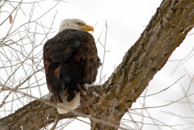 Bald Eagle
