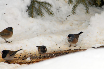 Leucistic Junco