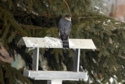 Sharp-shinned Hawk