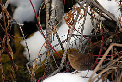 Elusive Blurry Winter Wren