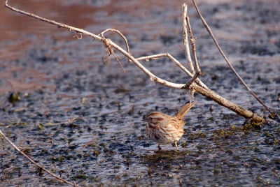 Song Sparrow