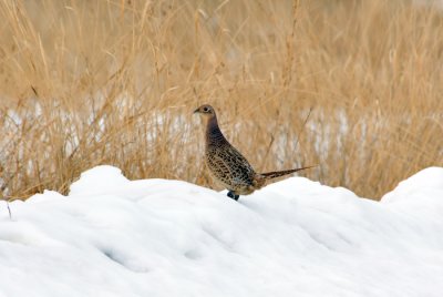 Ring-necked Hen
