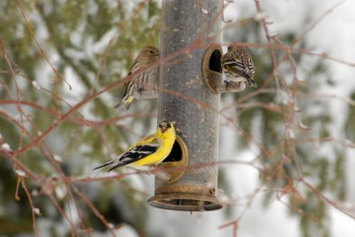 American Goldfinch