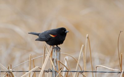 Red-winged Blackbird