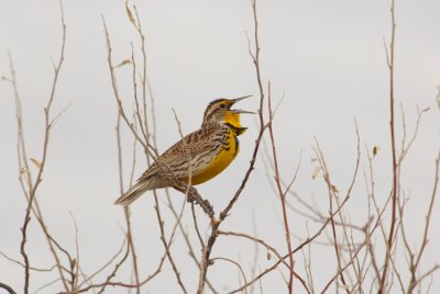 Western Meadowlark