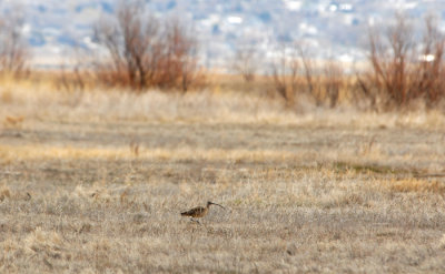 Long-billed Curlew