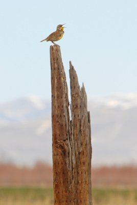 Western Meadowlark