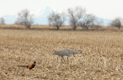 Sandhills and Ring-necked