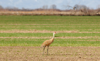 Sandhill Crane