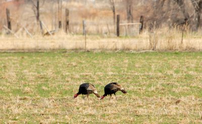 Wild Turkey