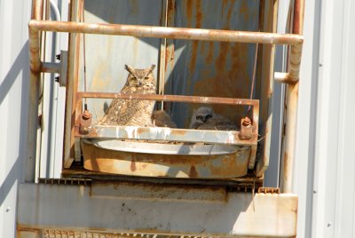 Great Horned Owl Nest