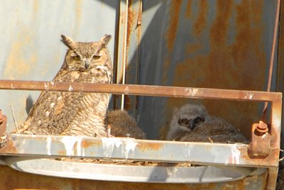 Great Horned Owl Nest