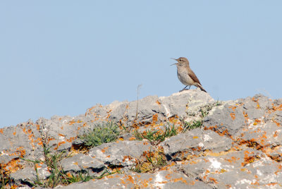 Rock Wren