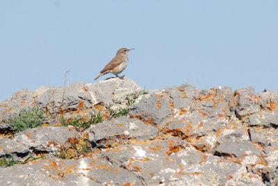 Rock Wren