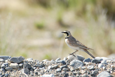 Horned Lark