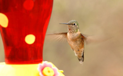 Rufous - Female