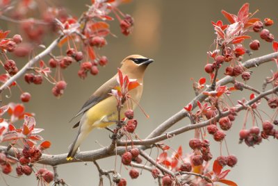 Cedar Waxwing
