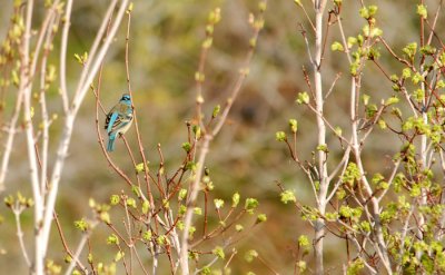 Lazuli Bunting