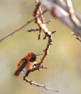 Rufous Hummingbird