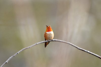 Rufous Hummingbird