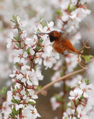 Rufous Bumblebird
